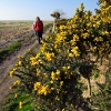 Gorse out in flower at Parkgate
