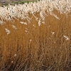 Parkgate Nature Reserve