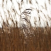 Parkgate Nature Reserve