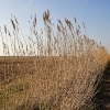 Parkgate Nature reserve