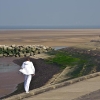 Walking at Hoylake